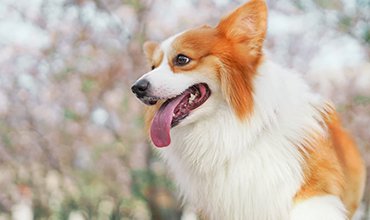 How To Train Your Canine Running Partner